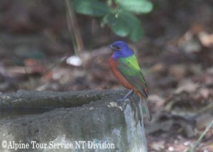 ゴシキノジコ　Painted Bunting